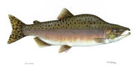 Image of: Oncorhynchus gorbuscha (pink salmon)