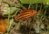 Liopropoma rubre - Peppermint Bass