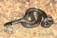 Macroprotodon cucullatus - False Smooth Snake