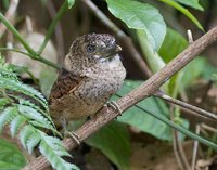 Barred Puffbird - Nystalus radiatus