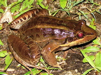 : Leptodactylus ocellatus; Butter Frog, Criolla Frog