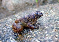 : Limnonectes fragilis; Fragile Large-headed Frog