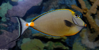 : Naso lituratus; Orangespine Unicornfish