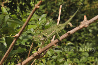 : Chamaeleo dilepis; Flap-necked Chameleon