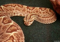 : Crotalus durissus terrificus; South American Rattlesnake