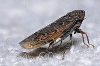: Deltocephalus fuscinervosus; Leaf Hopper