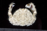 : Calappa hepaticus