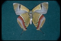 : Thecla sp.; Hairstreak Butterfly