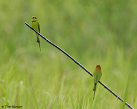 Green-bee-Eaters