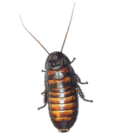 Gromphadorhina portentosa - Madagascar hissing cockroach