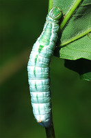 Ptilodon cucullina - Maple Prominent