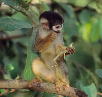 Blackish squirrel monkey (Saimiri vanzolinii)