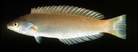 Pseudocoris yamashiroi, Redspot wrasse: aquarium