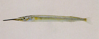 Hyporhamphus intermedius, : fisheries