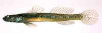 Chaenogobius cylindricus, :