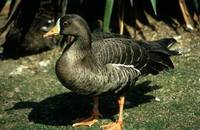 Anser albifrons frontalis - Pacific White-fronted Goose