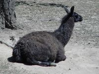 Lama guanicoe f. glama - Llama
