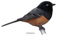 Image of: Parus rufiventris (rufous-bellied tit)