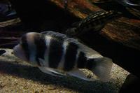 Image of: Cyphotilapia frontosa (frontasa cichlid), Julidochromis marlieri