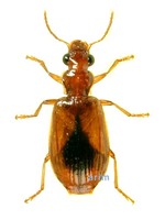 한점선두리먼지벌레 - Parena monostigma