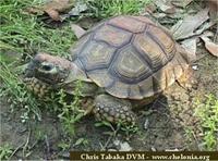 Chaco Tortoise, Geochelone chilensis
