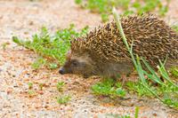 South African Hedgehog (Atelerix frontalis)