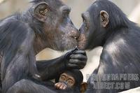 ...Germany , DEU , Muenster , 2007Jun05 : A chimpanzee family ( Pan troglodytes ) sitting close tog