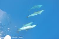 Spotted Dolphins, Eastern Tropical Pacific