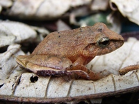 : Eleutherodactylus binotatus; Clay Robber Frog
