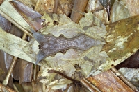 : Proceratophrys subguttata