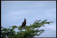 : Lophoaetus occipitalis; Long-crested Eagle