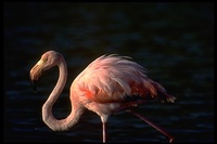 : Phoenicopterus ruber glyphorhynchus; Galapagos Flamingo