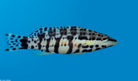 : Serranus tigrinus; Harlequin Bass