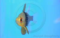 : Sphaeramia nematoptera; Spotted Cardinalfish