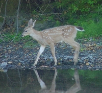 : Odocoileus hemionus columbianus; Black-tailed Deer