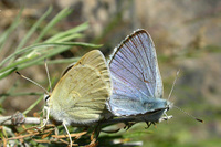 : Lycaena heteronea; Blue Copper