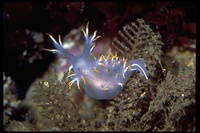 : Dendronotus albus; White Dendronotus