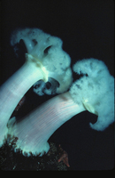 : Metridium giganteum; White-plumed Anemone