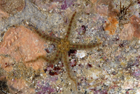 : Ophiothrix spiculata; Spiny Brittle Star