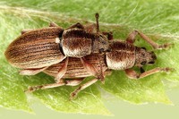 Polydrusus marginatus
