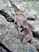 Orthosia gothica - Hebrew Character