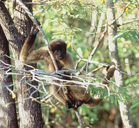 Humboldt's woolly monkey (Lagothrix lagotricha)