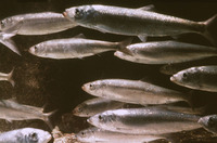 Image of Clupea harengus harengus, Atlantic herring, Slanecek obecný, Sled atlantický, Sled obec...