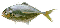Hemicaranx amblyrhynchus, Bluntnose jack: fisheries