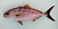 Seriola fasciata, Lesser amberjack: fisheries, gamefish
