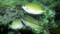 Siganus luridus, Dusky spinefoot: fisheries