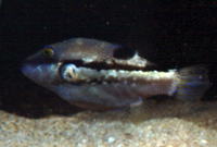 Canthigaster rivulata, Brown-lined puffer: aquarium