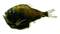 Argyropelecus sladeni, Sladen's hatchet fish: