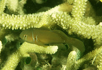 Gobiodon citrinus, Poison goby: aquarium