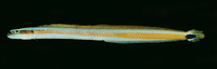 Gunnellichthys curiosus, Curious wormfish: aquarium